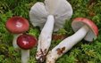 Russula aquosa