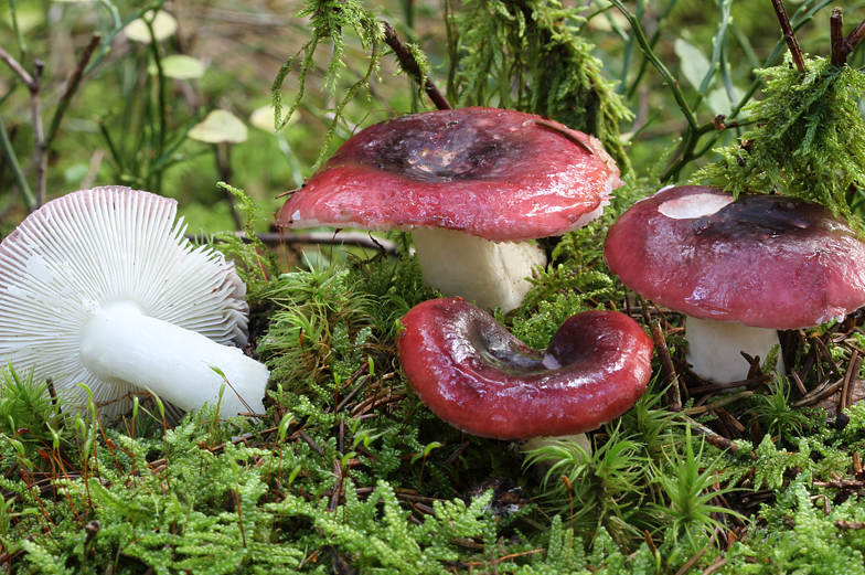 Russula atrorubens