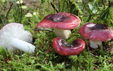 Russula atrorubens