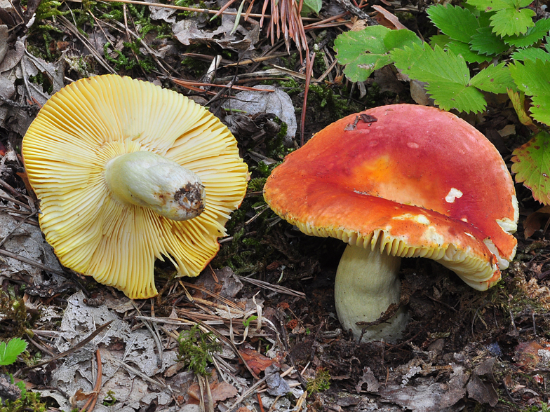 Russula aurata