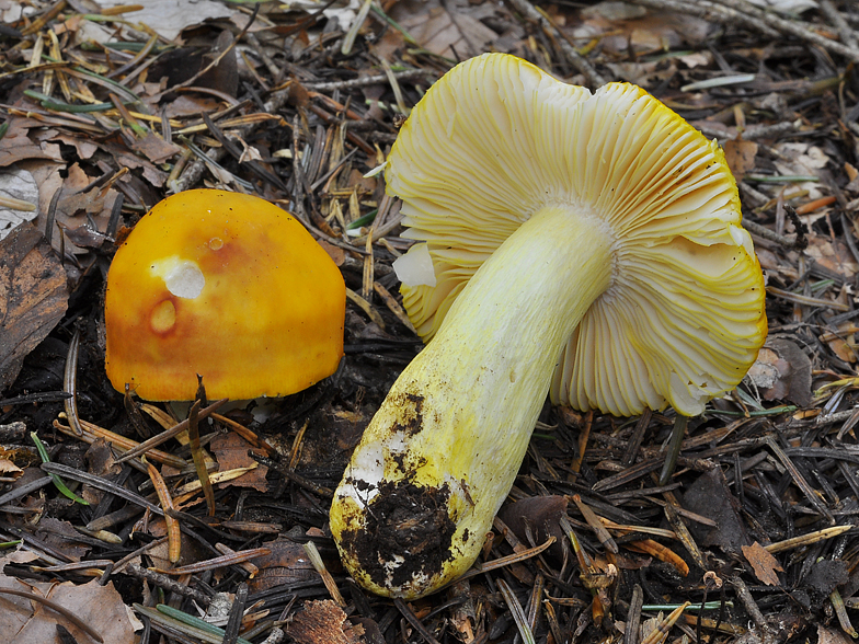 Russula aurata