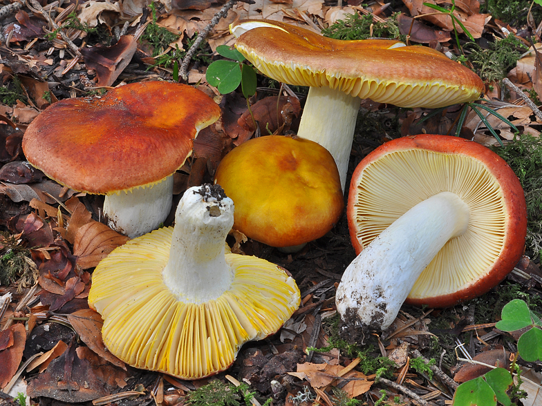 Russula aurata