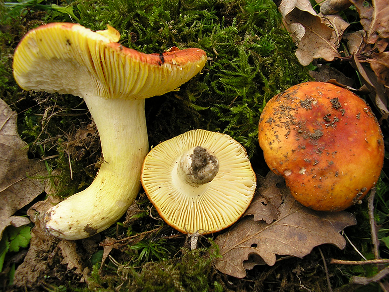 Russula aurata