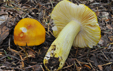 Russula aurata