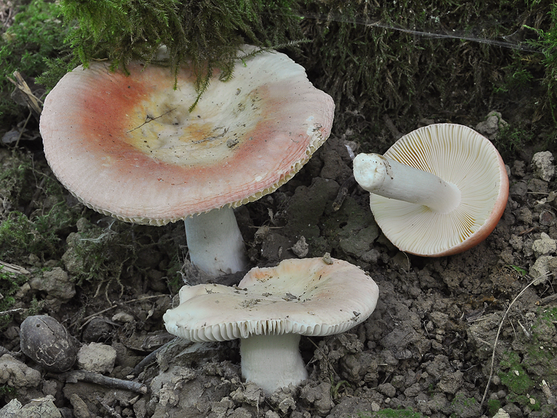 Russula aurora