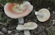 Russula aurora