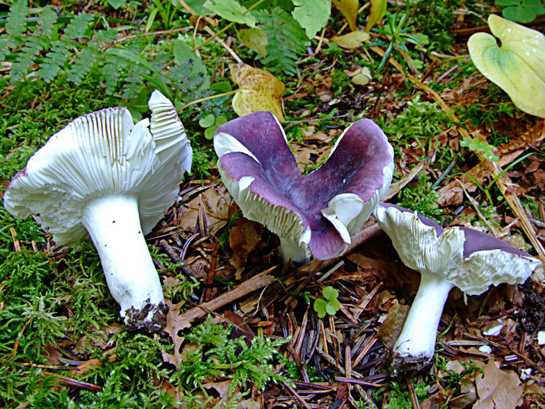 Russula azurea