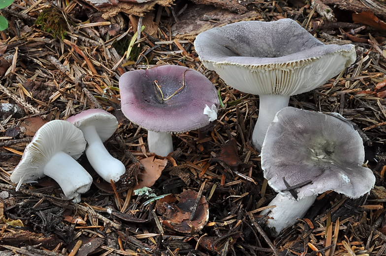 Russula azurea