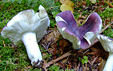 Russula azurea