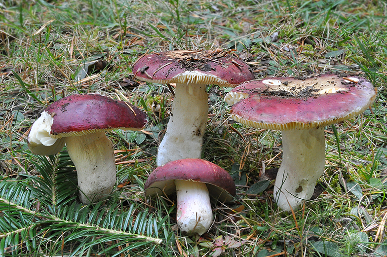 Russula badia