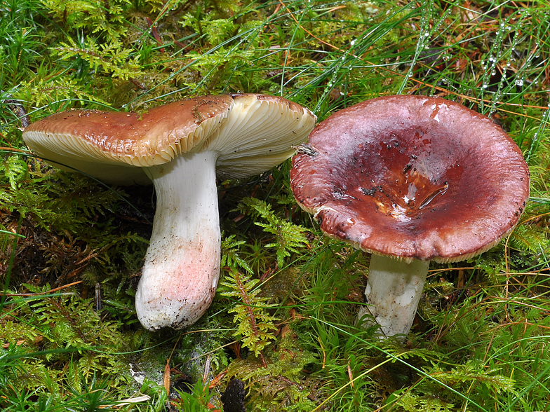 Russula badia