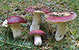 Russula badia