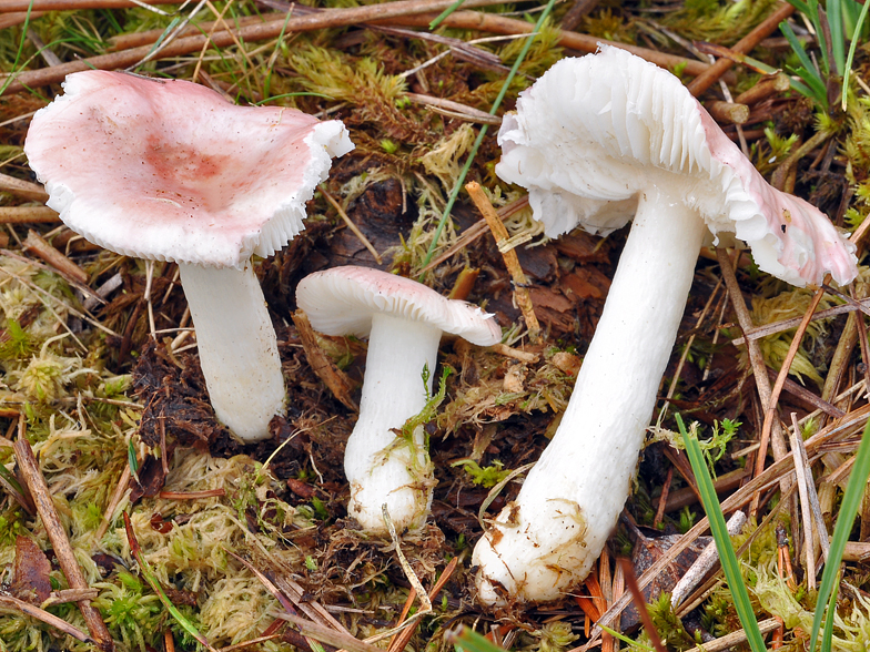 Russula betularum