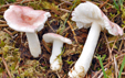 Russula betularum