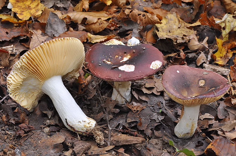 Russula carpini