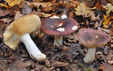 Russula carpini