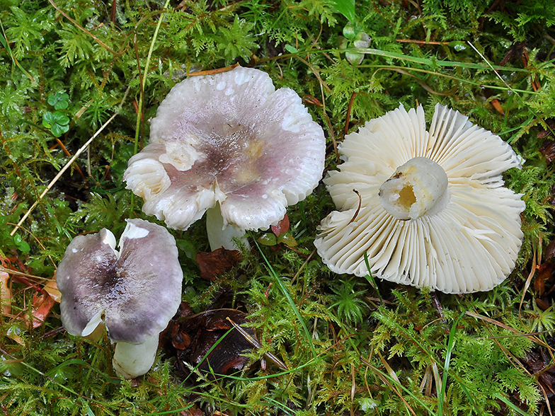 Russula cavipes