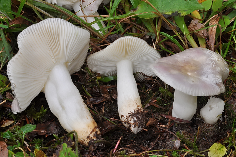 Russula cavipes