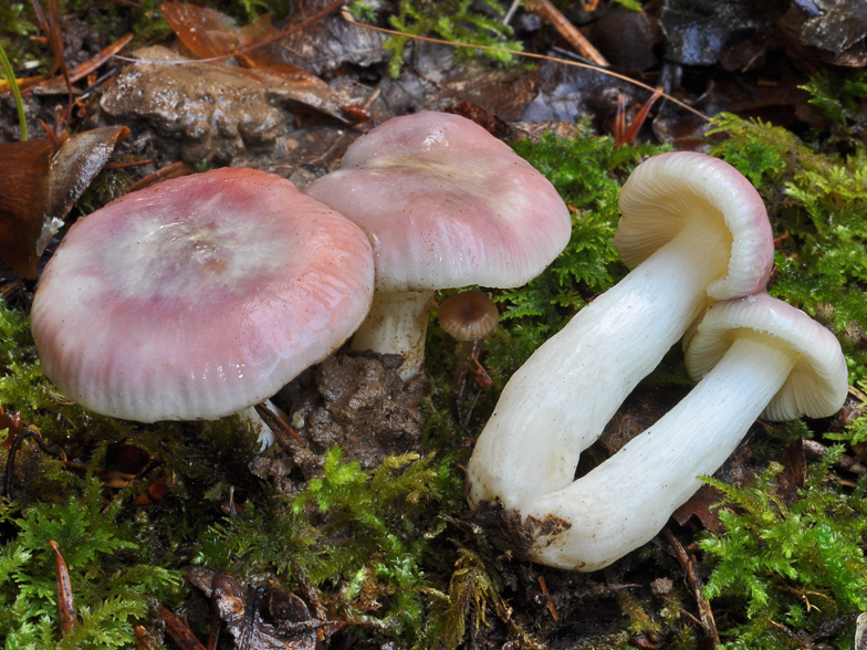 Russula cavipes