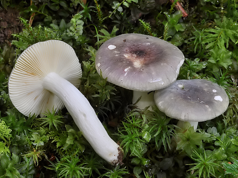 Russula cavipes