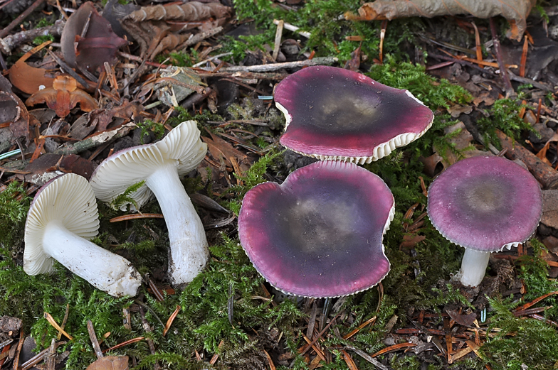 Russula cavipes