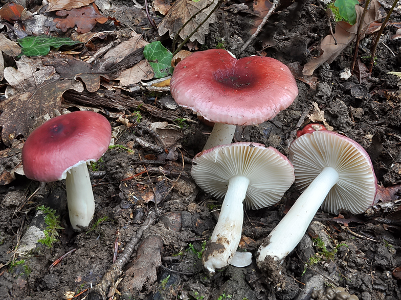 Russula cavipes var. abietina