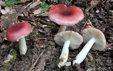 Russula cavipes var. abietina