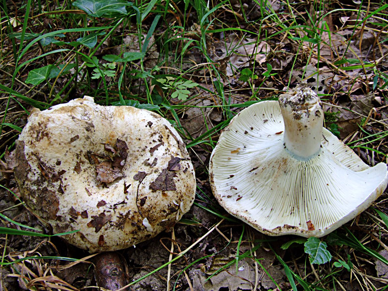 Russula chloroides