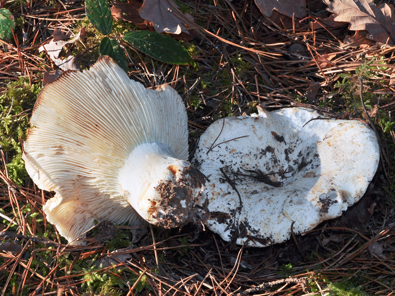 Russula chloroides