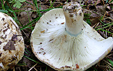 Russula chloroides