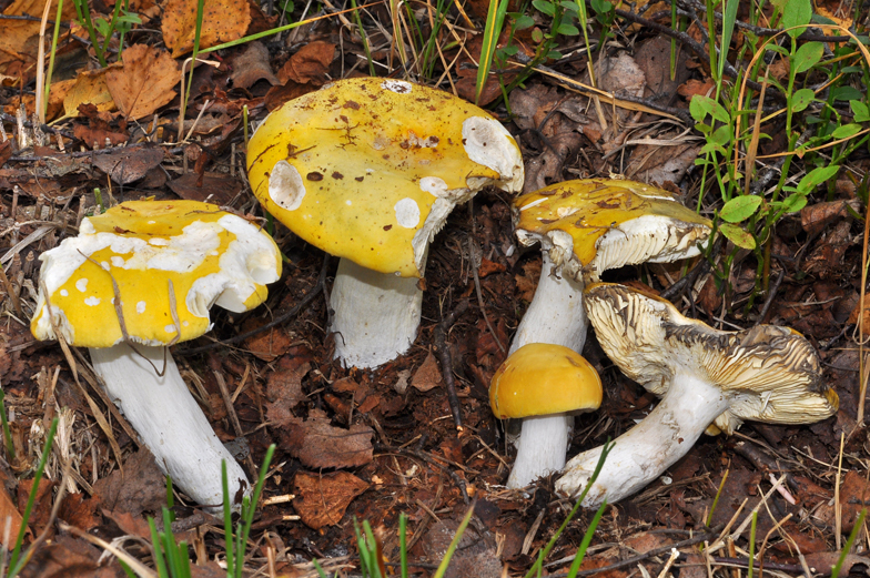 Russula claroflava