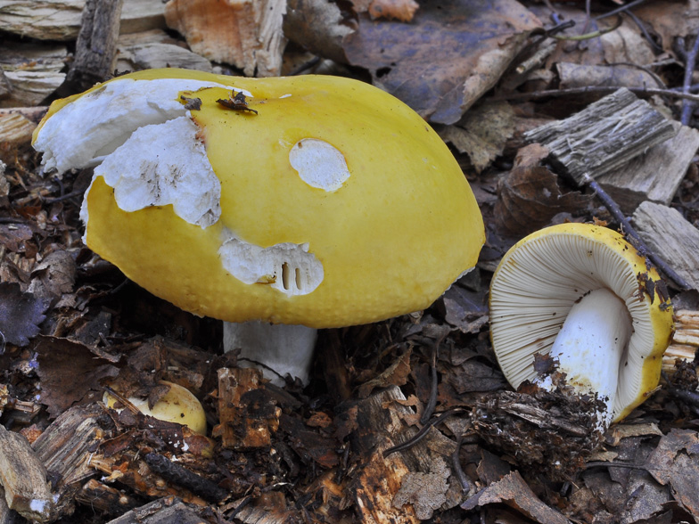 Russula claroflava