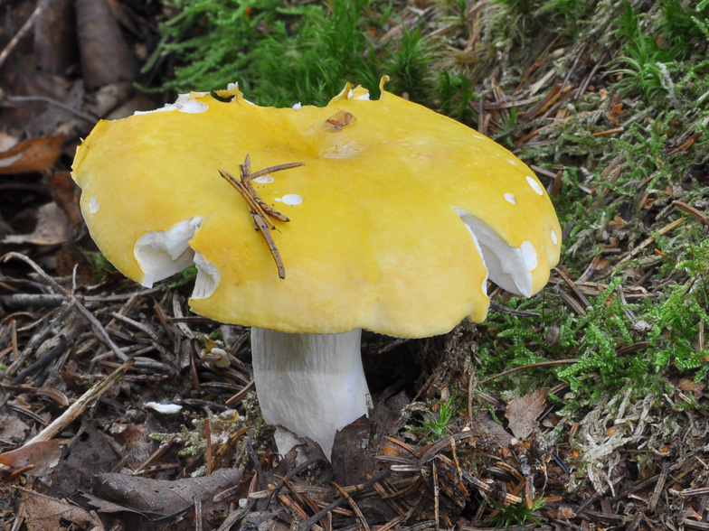 Russula claroflava