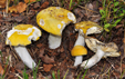 Russula claroflava