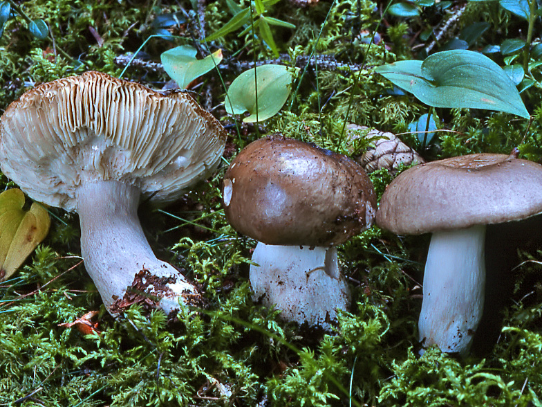 Russula consobrina