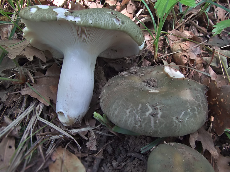 Russula cutefracta