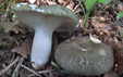 Russula cutefracta