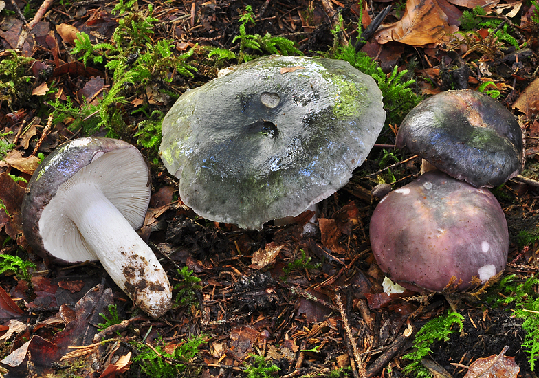 Russula cyanoxantha