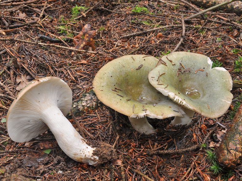 Russula cyanoxantha fo peltereaui