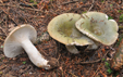 Russula cyanoxantha fo peltereaui