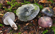 Russula cyanoxantha