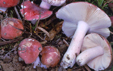 Russula cypriani