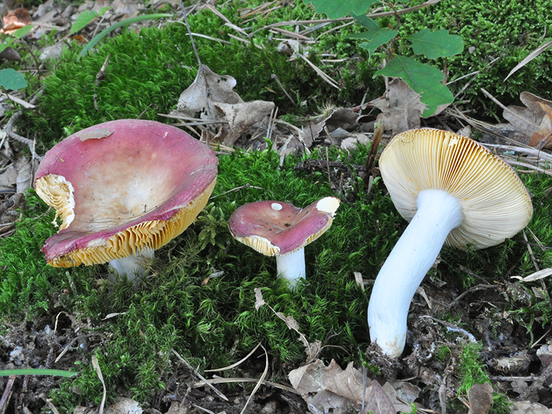 Russula decipiens