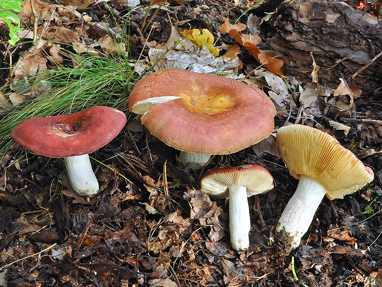 Russula decipiens