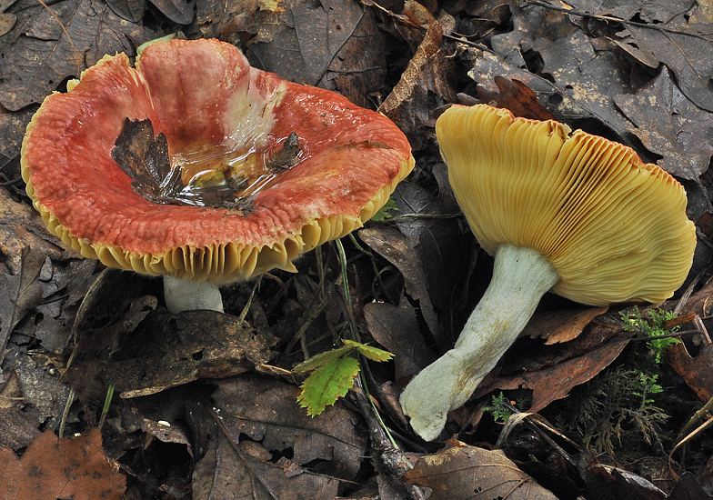 Russula decipiens