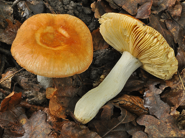 Russula decipiens