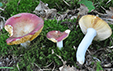 Russula decipiens