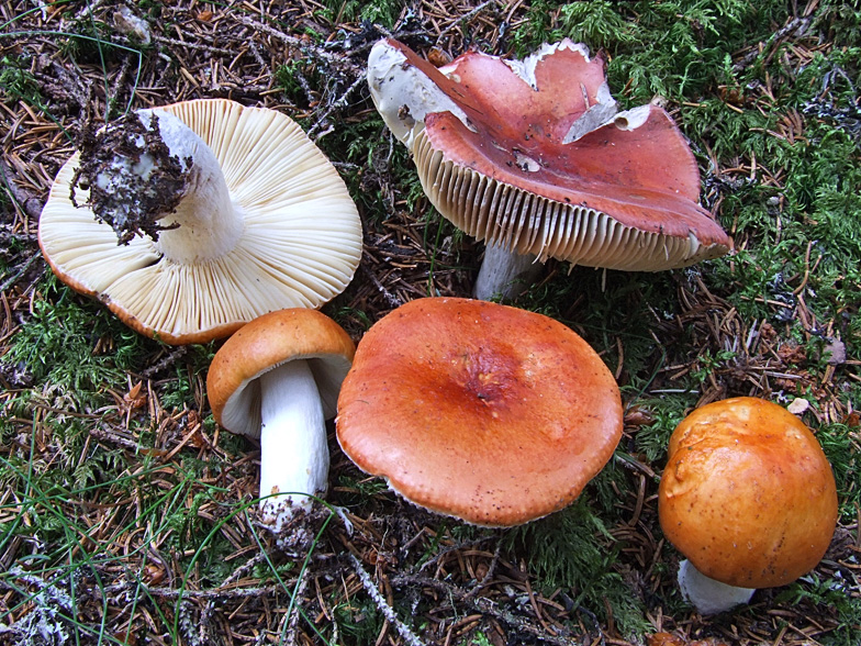 Russula decolorans