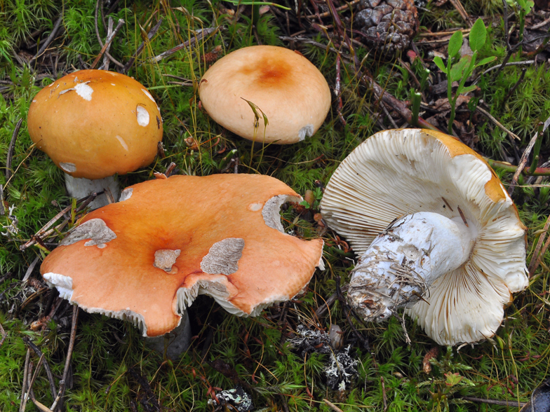 Russula decolorans