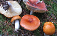 Russula decolorans